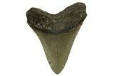 Fossil Megalodon Tooth - North Carolina #328105-2